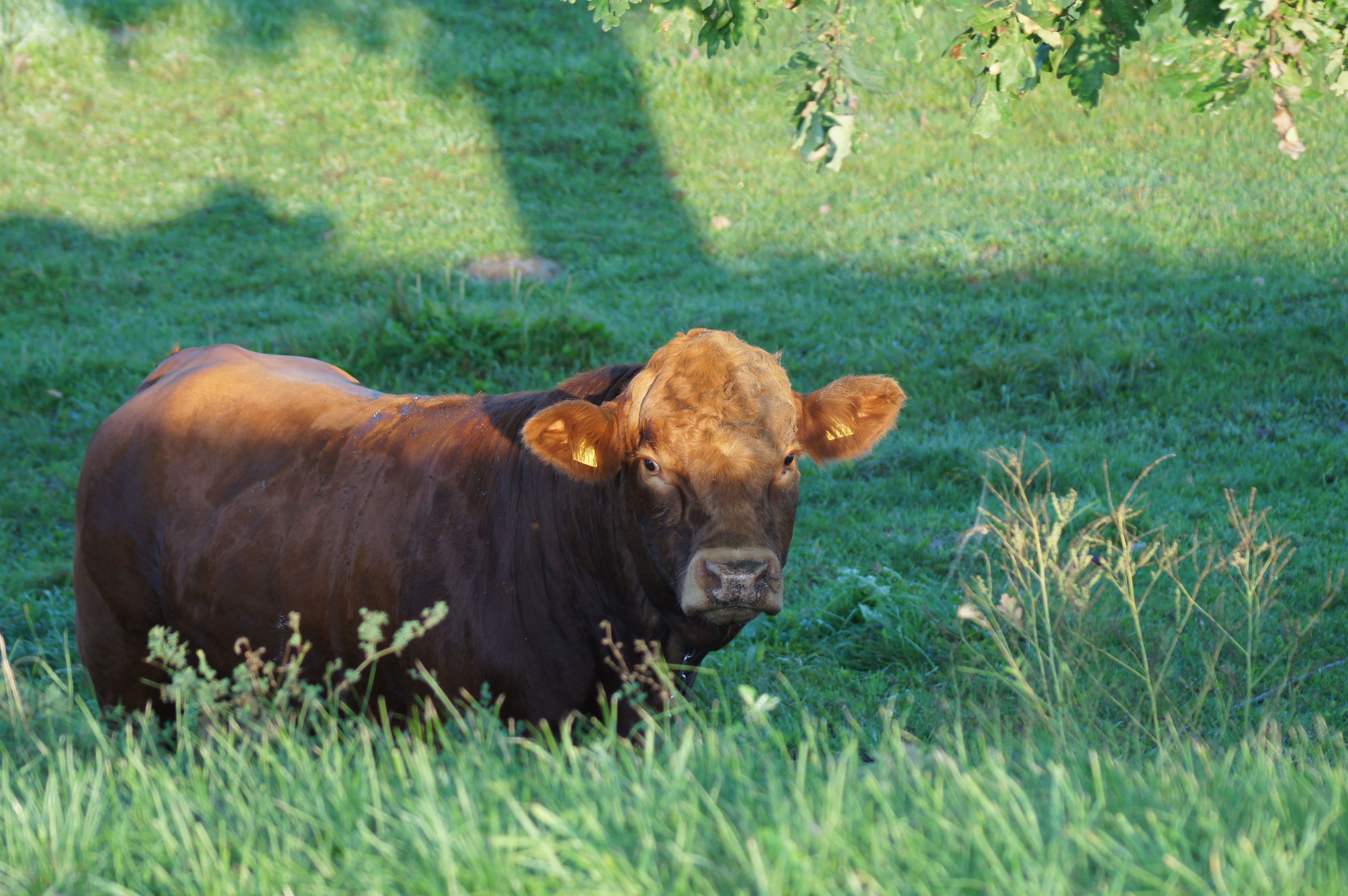 A cow standing in a field of grass · Free Stock Photo