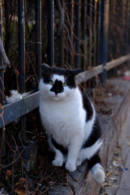 Free A black and white cat sits calmly by a metal fence, displaying its striking fur pattern. Stock Photo