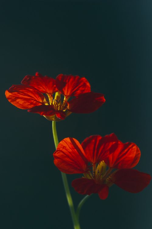 Free Close-up of beautiful red nasturtium flowers with a moody dark background. Perfect for floral decor. Stock Photo