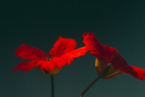 Free Vivid red nasturtium flowers with delicate petals set against a dark green backdrop, capturing their vibrant essence. Stock Photo