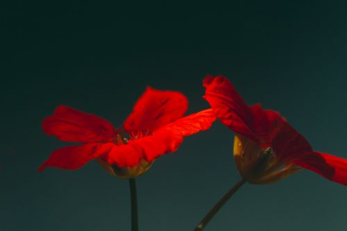 Free Intimate view of red nasturtium flowers against a dark backdrop, exuding elegance. Stock Photo