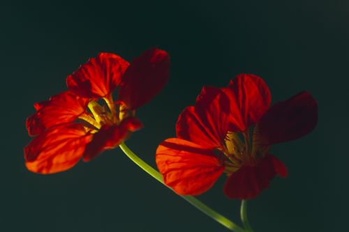 Free Close-up of two bright red nasturtium flowers (Tropaeolum majus) illuminated by sunlight. Stock Photo