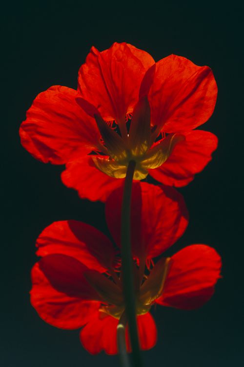 Free Striking backlit red nasturtiums showcasing their vibrant petals against a dark background. Stock Photo