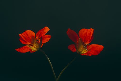 Free Pair of vibrant red nasturtium flowers set against a black background, showcasing their beauty. Stock Photo