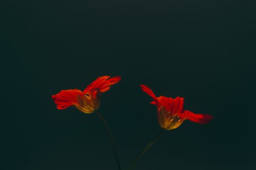 Free Beautiful close-up of two red nasturtium flowers against a dark background. Stock Photo