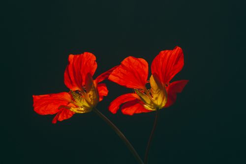 Free Close-up of vivid red nasturtium flowers with dark background, showcasing their vibrant petals and delicate details. Stock Photo