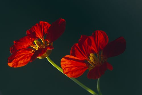 Free Close-up of vibrant red nasturtium flowers against a dark background, highlighting shadows. Stock Photo