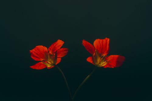 Free Vivid red nasturtium flowers isolated against a dark background, showcasing their delicate petals. Stock Photo