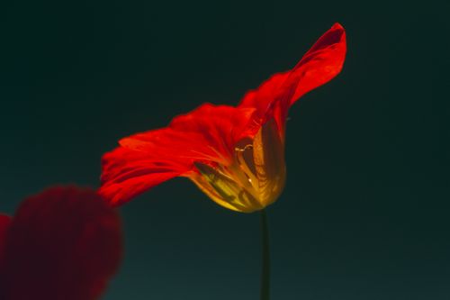 Free A close-up of a vibrant red nasturtium flower against a dark background, showcasing its delicate petals. Stock Photo