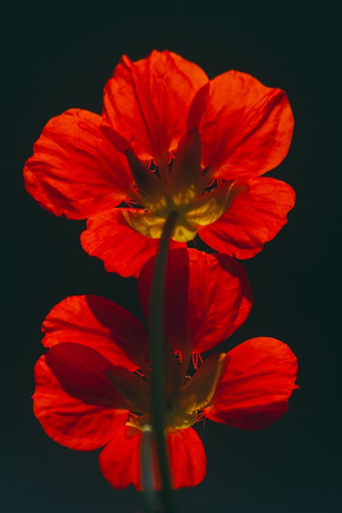 垂直拍攝, 微妙, 紅色的花朵 的 免費圖庫相片
