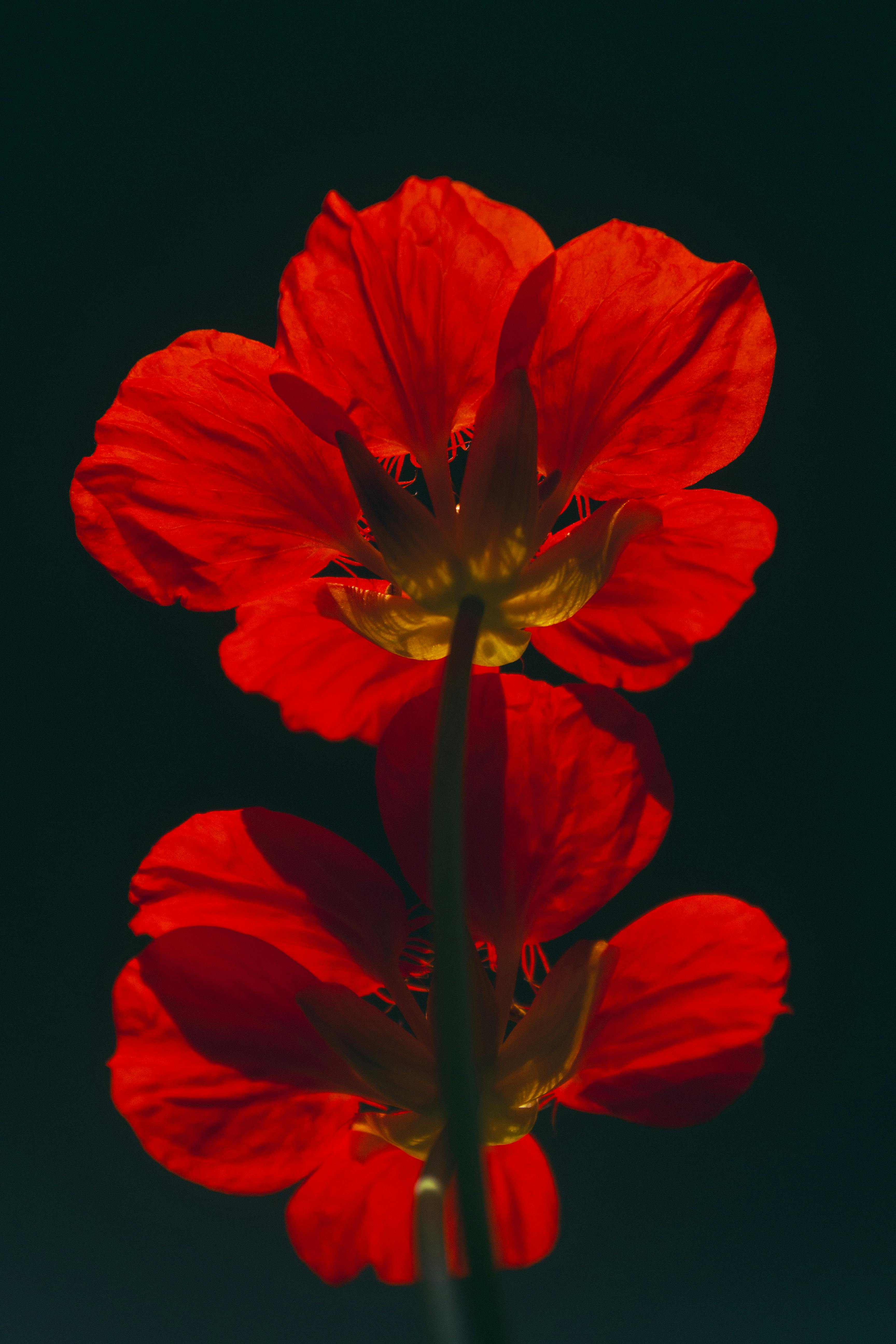 Tropaeolum