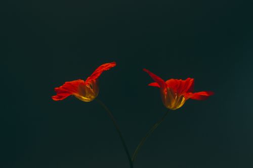Free Close-up of two vibrant red poppies illuminated against a dark backdrop, showcasing natural beauty. Stock Photo