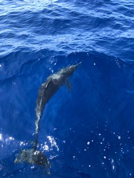 A dolphin gracefully swims under clear ocean waters, showcasing marine life beauty.
