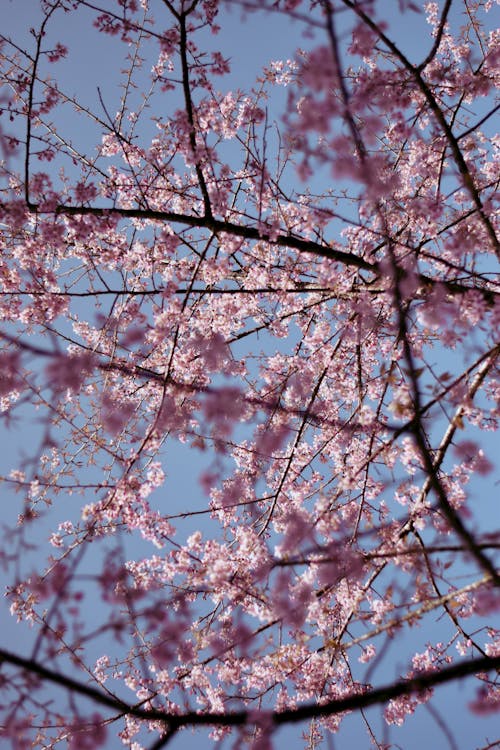 シーズン, 垂直ショット, 春の無料の写真素材