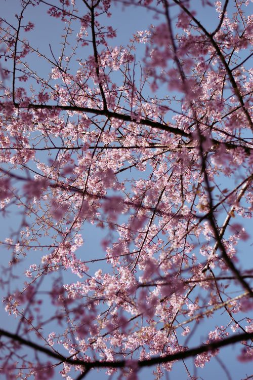 Free Beautiful cherry blossoms in full bloom during spring in Gangtok, India. Stock Photo
