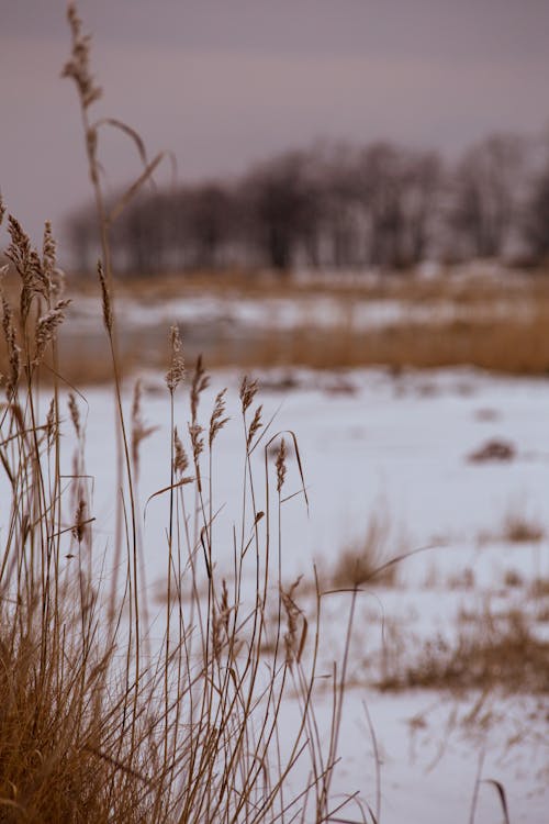 Tall Dry Grass in Winter 