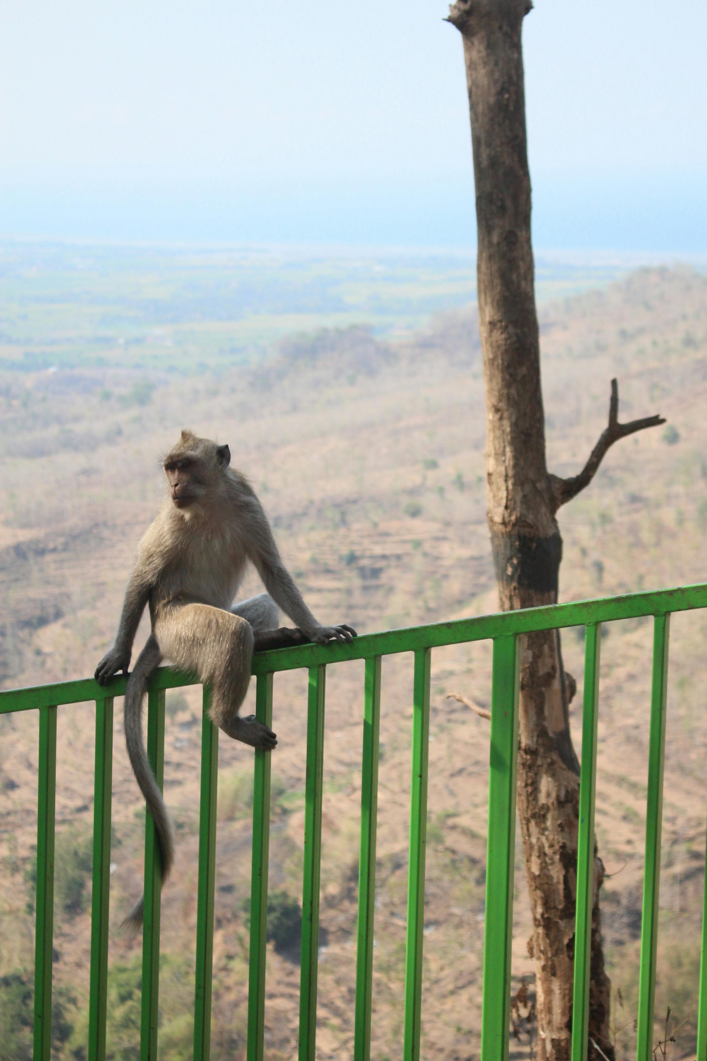 A monkey sits on a green fence with a natural landscape background, showcasing wildlife in its habitat.