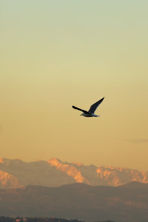 Gratis lagerfoto af bjergkæde, dyr, flyve