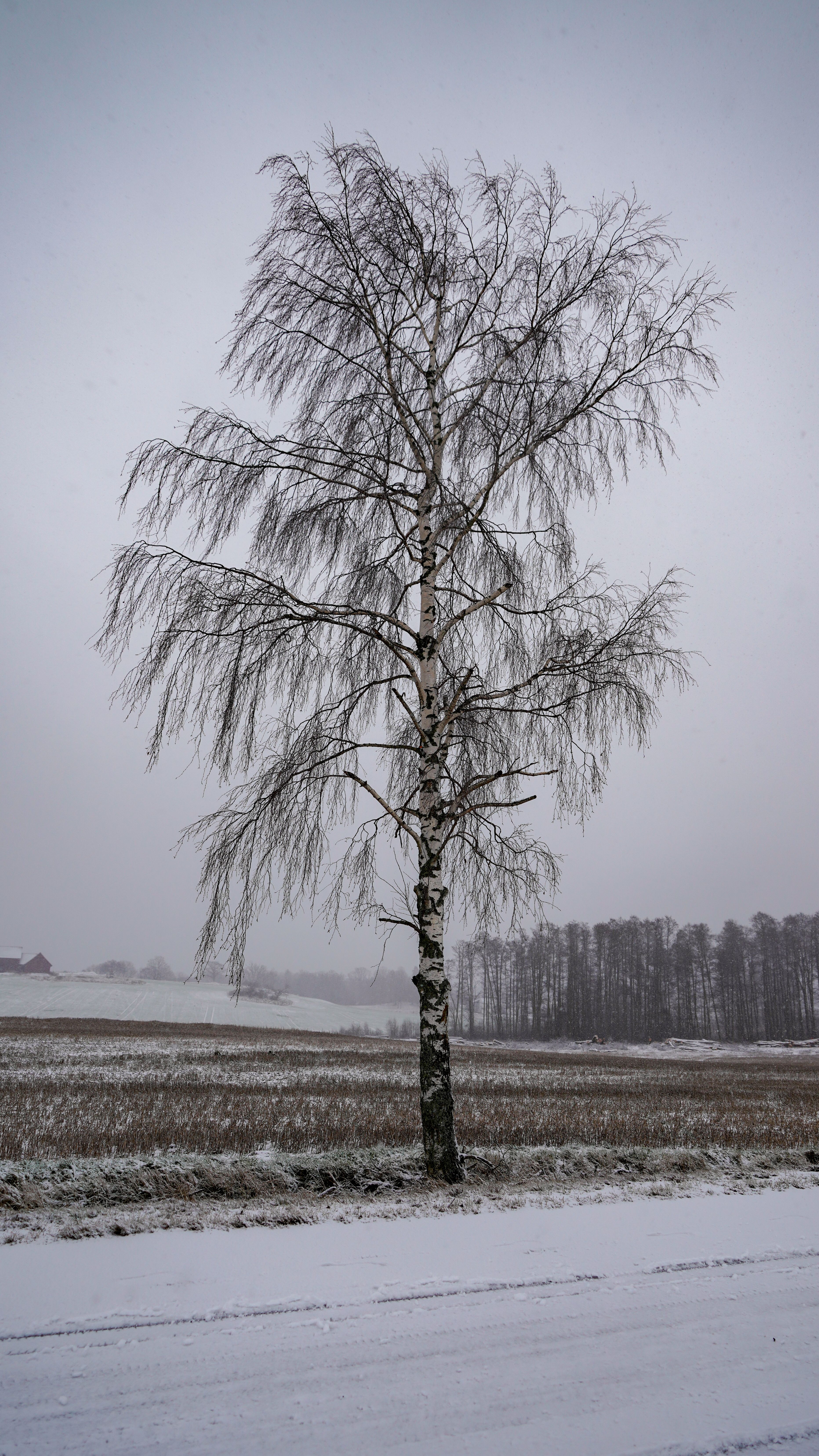 Photo by Damir K . on pexels