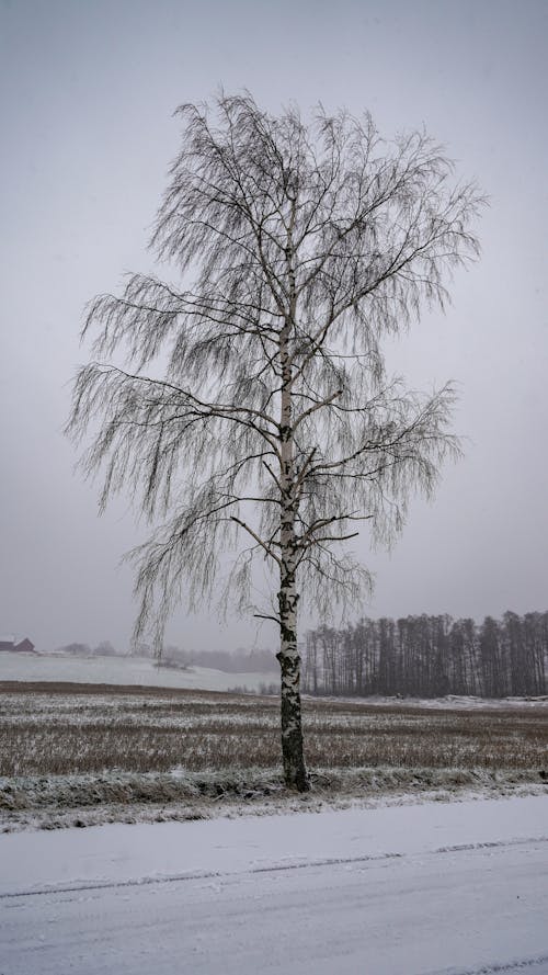 Birch in Winter Rural Scenery 