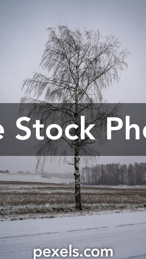 Sloping Birch Stock Photos - Free & Royalty-Free Stock Photos from