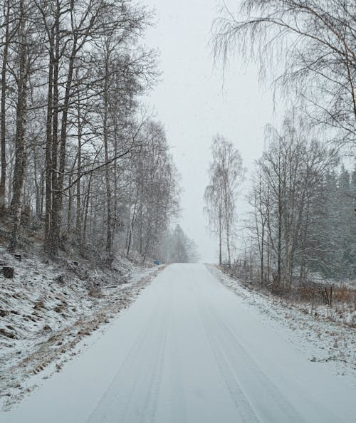 Immagine gratuita di foresta, freddo, inverno