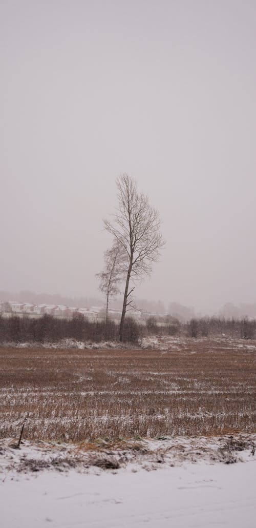 Darmowe zdjęcie z galerii z drzewo, krajobraz, pionowy strzał