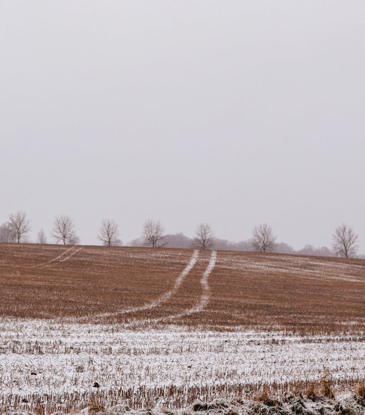 Rural Field And Trees In Winter 