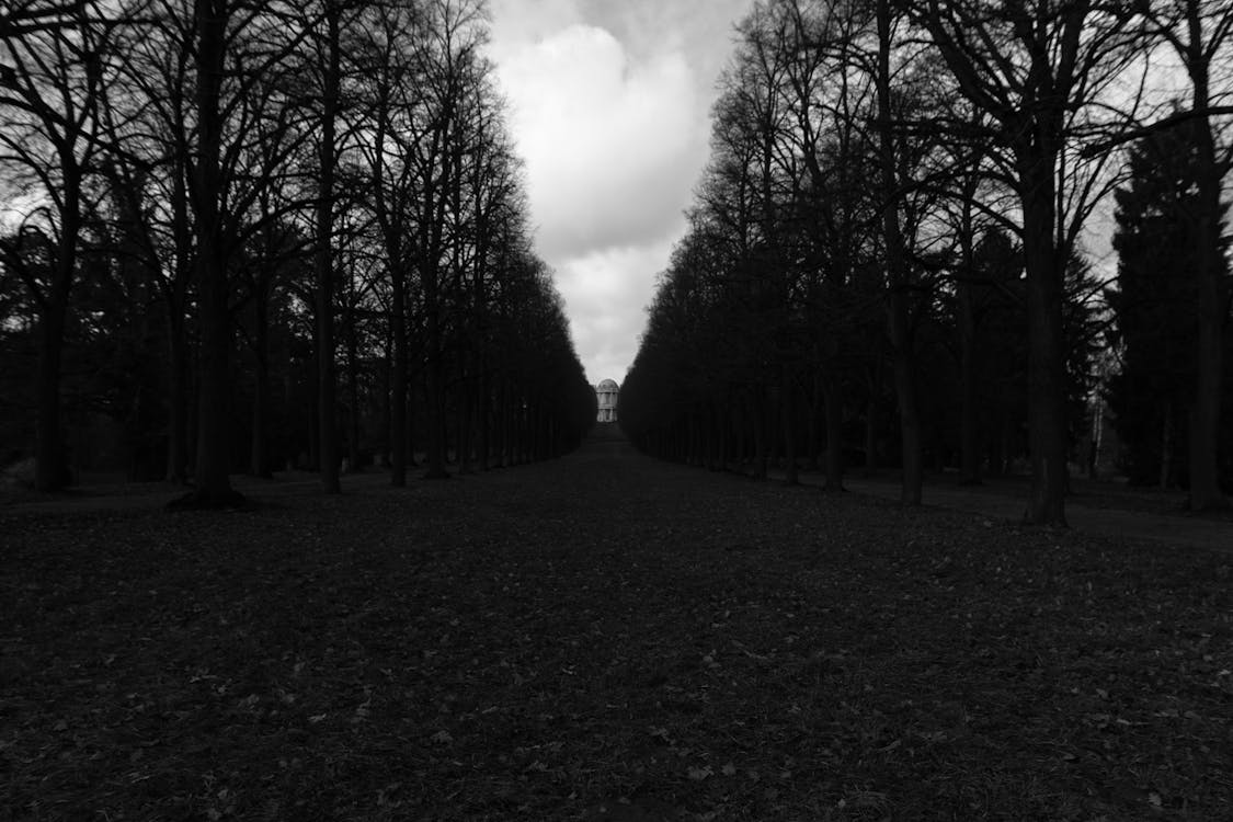 бесплатная Бесплатное стоковое фото с германия, парк, черно-белый Стоковое фото
