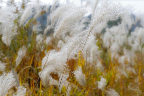 Fluffy Spikes of Amur Silvergrass