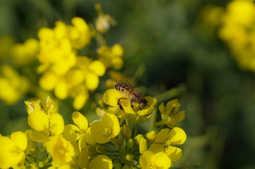 Foto d'estoc gratuïta de abella italiana, canola, enfocament selectiu