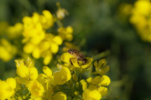 Základová fotografie zdarma na téma canola, detail, flóra