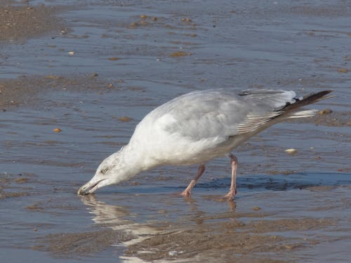 Free stock photo of beachside, beak, bird