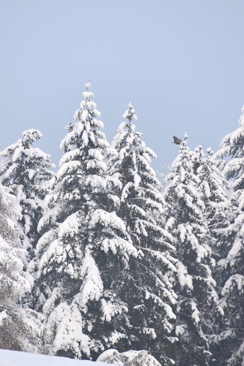Foto d'estoc gratuïta de arbre, arbres nevats, aventura forestal