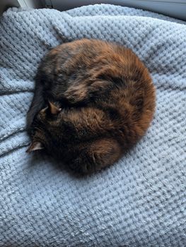 A calico cat curled up peacefully on a soft, textured blanket in a warm and cozy indoor setting.