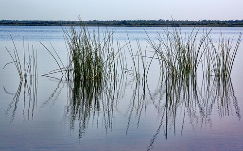 Free Calm lake scene with aquatic reeds reflecting in tranquil waters, creating a serene landscape view. Stock Photo