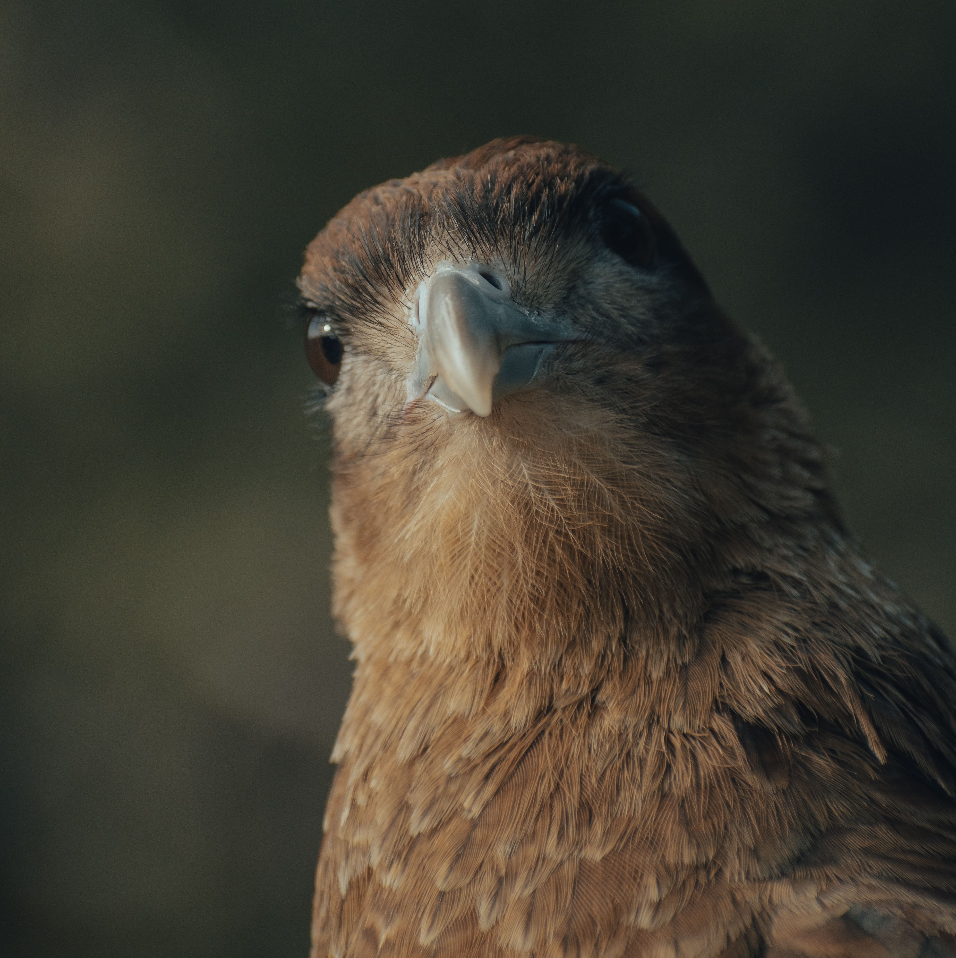 Portrait of Chimango Caracara · Free Stock Photo