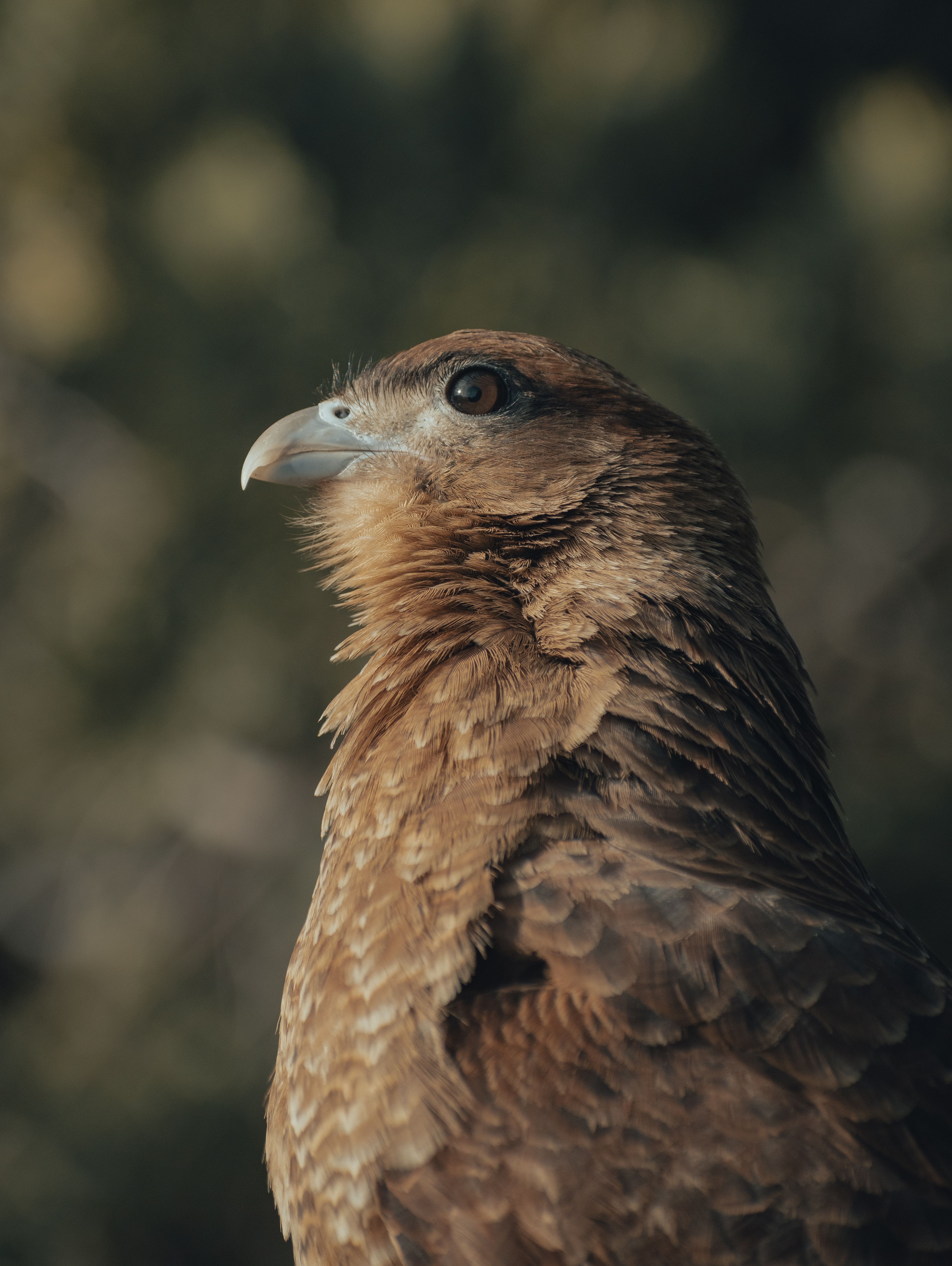 Portrait of Chimango Caracara · Free Stock Photo