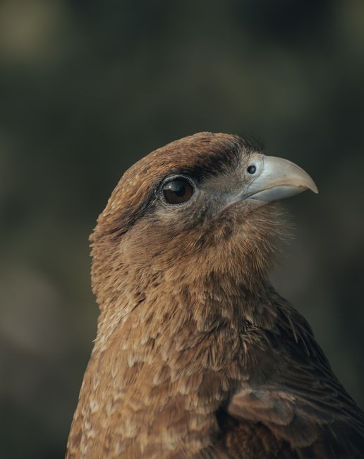 Detailed portrait of a Chimango Caracara with a blurred natural background.