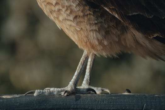 Detailed view of bird's talons and legs on a perch, highlighting textures and nature's design.