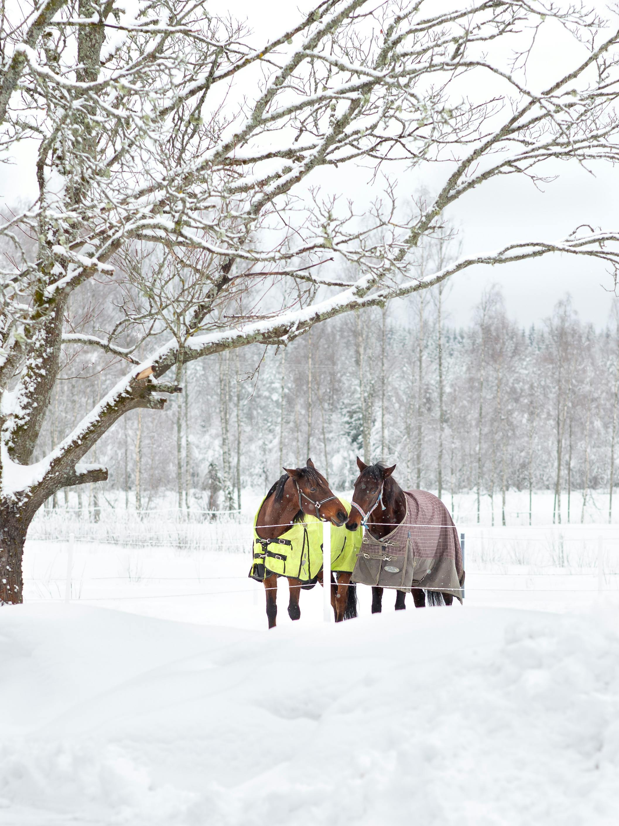 Two horses in winter coats stand in a snowy field beside a tree. Perfect winter pasture scene.