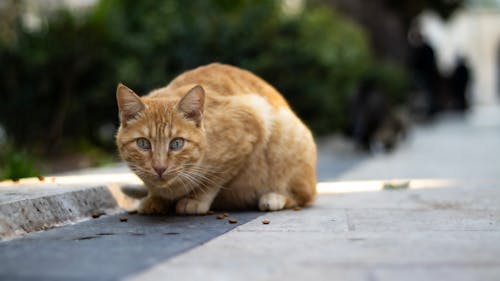 公園, 動物攝影, 城市 的 免费素材图片