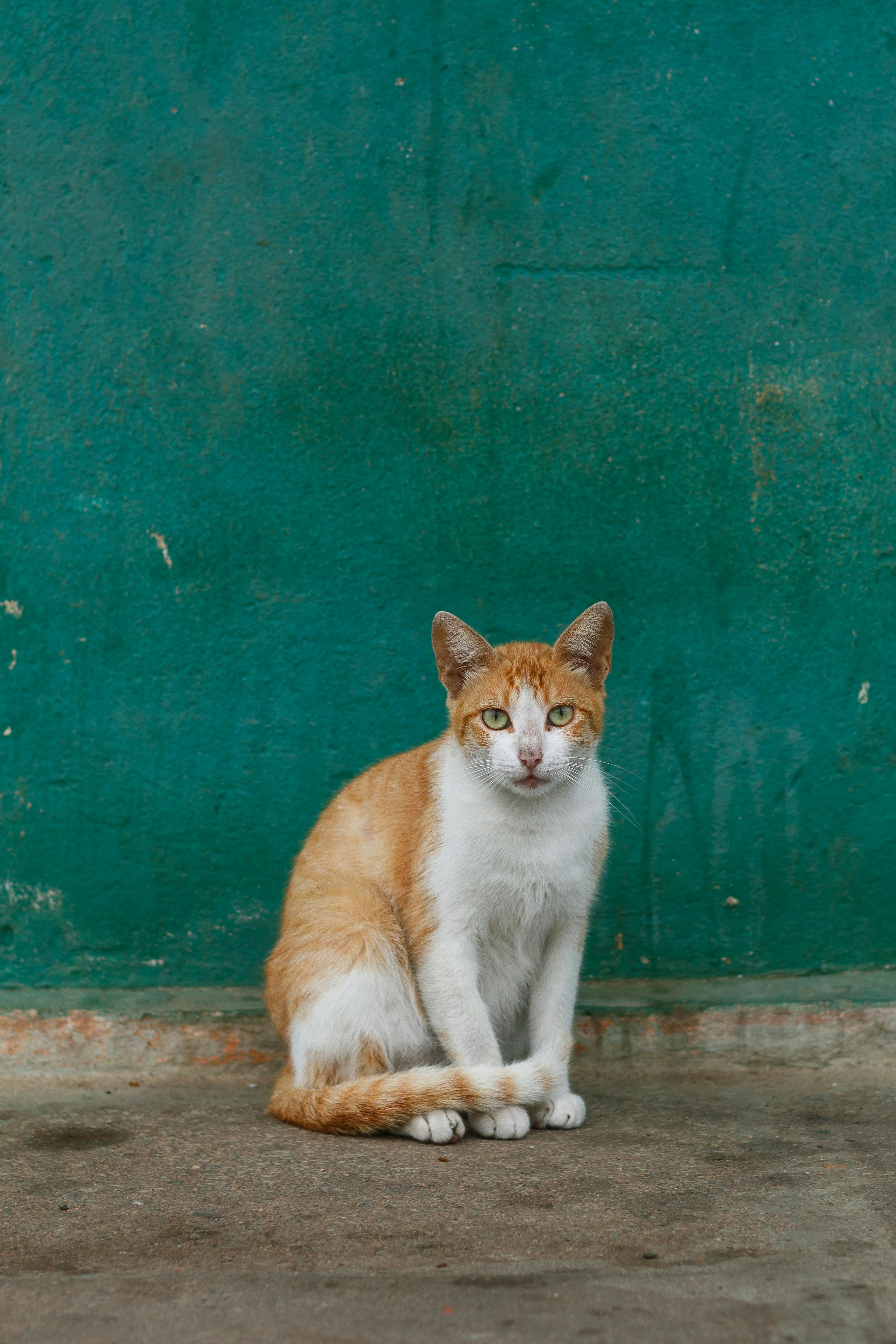 Ginger Cat Sitting On Pavement · Free Stock Photo