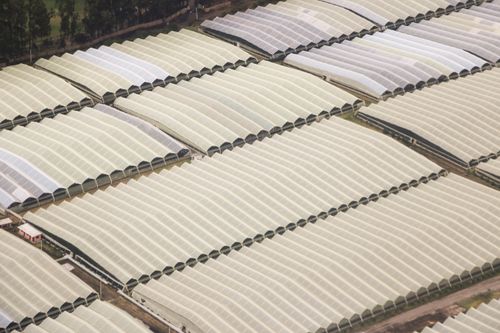 Free Aerial view of expansive greenhouse farms in Cayambe, capturing the region's agricultural landscape. Stock Photo