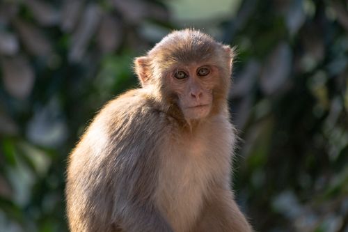 Free Close-up of a rhesus macaque basking in tropical sunlight, highlighting its fur texture. Stock Photo