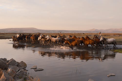 An Herd of Horses Running in the Water on a Field 
