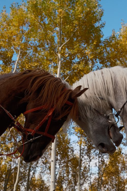 Free Brown and white horses peacefully grazing against an autumn backdrop of golden leaves. Stock Photo