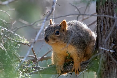 Free Close-up of a cute squirrel perched on a tree branch in a forest setting. Stock Photo