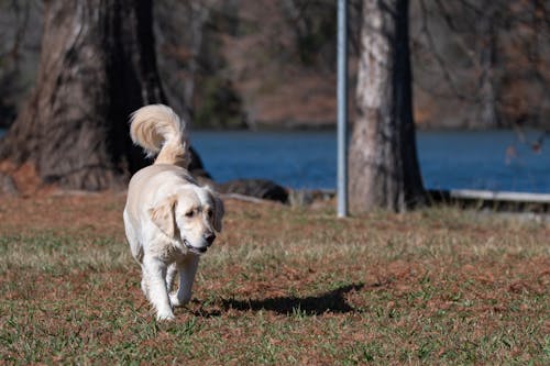 Golden Retriever Walking by the River