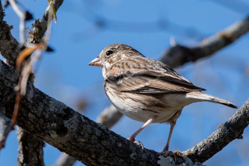 Free A sparrow perched on a tree branch against a clear blue sky, capturing the essence of nature. Stock Photo